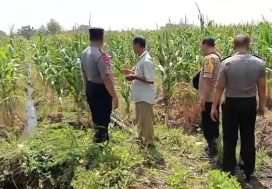 Dukung Ketahanan Pangan, Polsek Keboncandi Kembangkan Penanaman Jagung Bersama Petani