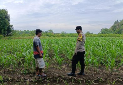 Dukung Ketahanan Pangan, Bhabinkamtibmas Polsek Kraton Monitoring Lahan Jagung Petani Desa Pukul