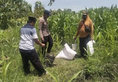 Dukung Asta Cita, Bhabinkamtibmas Polsek Keboncandi Lakukan Monitoring Lahan Binaan Polri untuk Perkuat Ketahanan Pangan