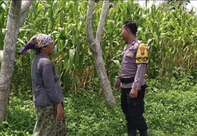 Dukung Ketahanan Pangan, Bhabinkamtibmas Polsek Lekok Setia Dampingi Petani Jagung di Lahan Binaan Polri