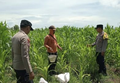 Polsek Keboncandi dan Petani Bersinergi Wujudkan Ketahanan Pangan Nasional